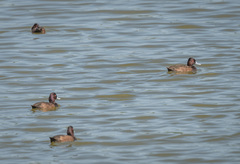 Netta erythrophthalma