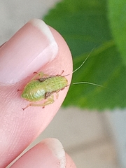 Gyponini