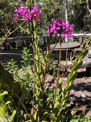 Epidendrum secundum