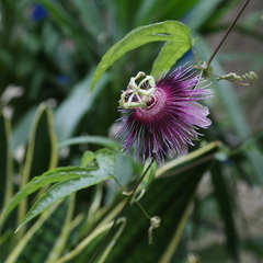 Passiflora amethystina
