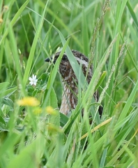 Coturnix coturnix