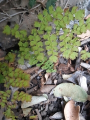 Adiantum concinnum