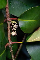 Calophyllaceae