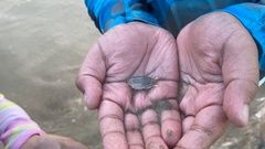 Emerita portoricensis