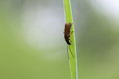 Rhagonycha nigriventris