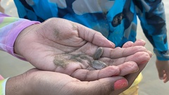 Emerita portoricensis