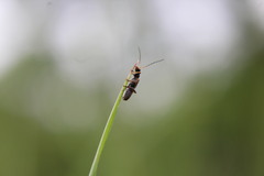 Rhagonycha nigriventris