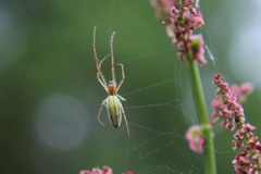 Tetragnatha