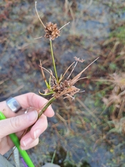 Cyperus difformis