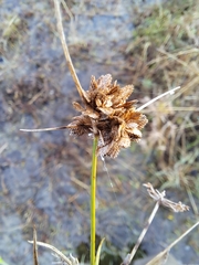 Cyperus difformis