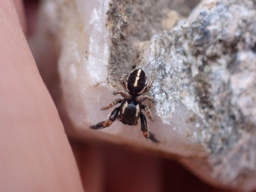 Pellenes brevis
