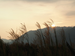 Phragmites karka