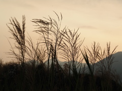 Phragmites karka