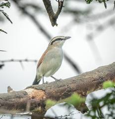 Tchagra australis