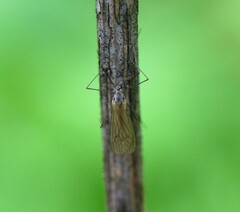 Trichocera annulata