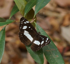 Phaedyma shepherdi