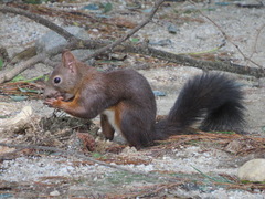 Sciurus vulgaris