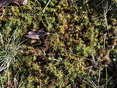 Polytrichum piliferum