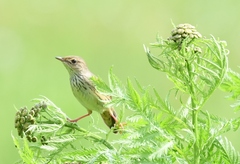 Locustella lanceolata