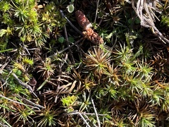 Polytrichum piliferum