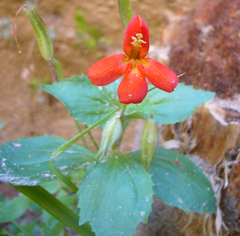 Erythranthe verbenacea