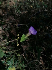 Ipomoea meyeri