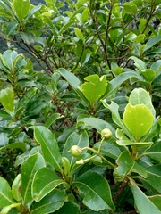 Ficus reflexa