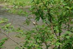 Iduna caligata