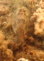 Triops