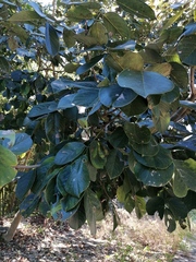 Piscidia carthagenensis