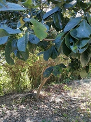 Piscidia carthagenensis