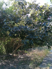 Piscidia carthagenensis