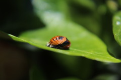 Harmonia axyridis