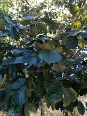 Piscidia carthagenensis