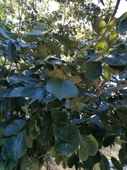 Piscidia carthagenensis