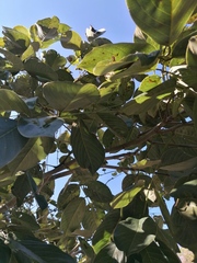 Piscidia carthagenensis