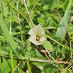 Xenostegia tridentata