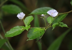 Lycianthes