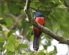 Trogon curucui
