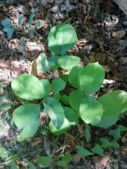 Piscidia carthagenensis