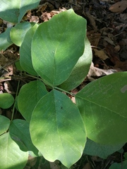 Piscidia carthagenensis