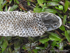 Drymarchon melanurus