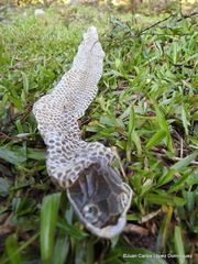 Drymarchon melanurus