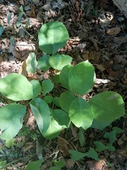 Piscidia carthagenensis