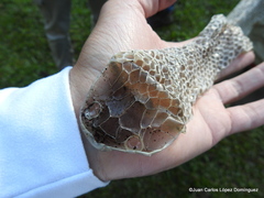 Drymarchon melanurus