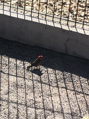 Foudia madagascariensis