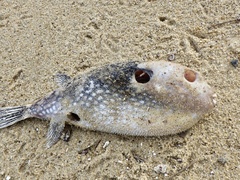 Arothron firmamentum