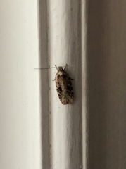 Agonopterix pulvipennella