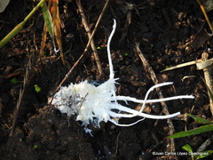 Cerogenes auricoma