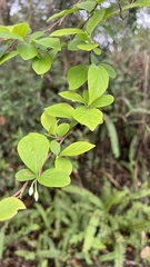 Styrax formosanus
